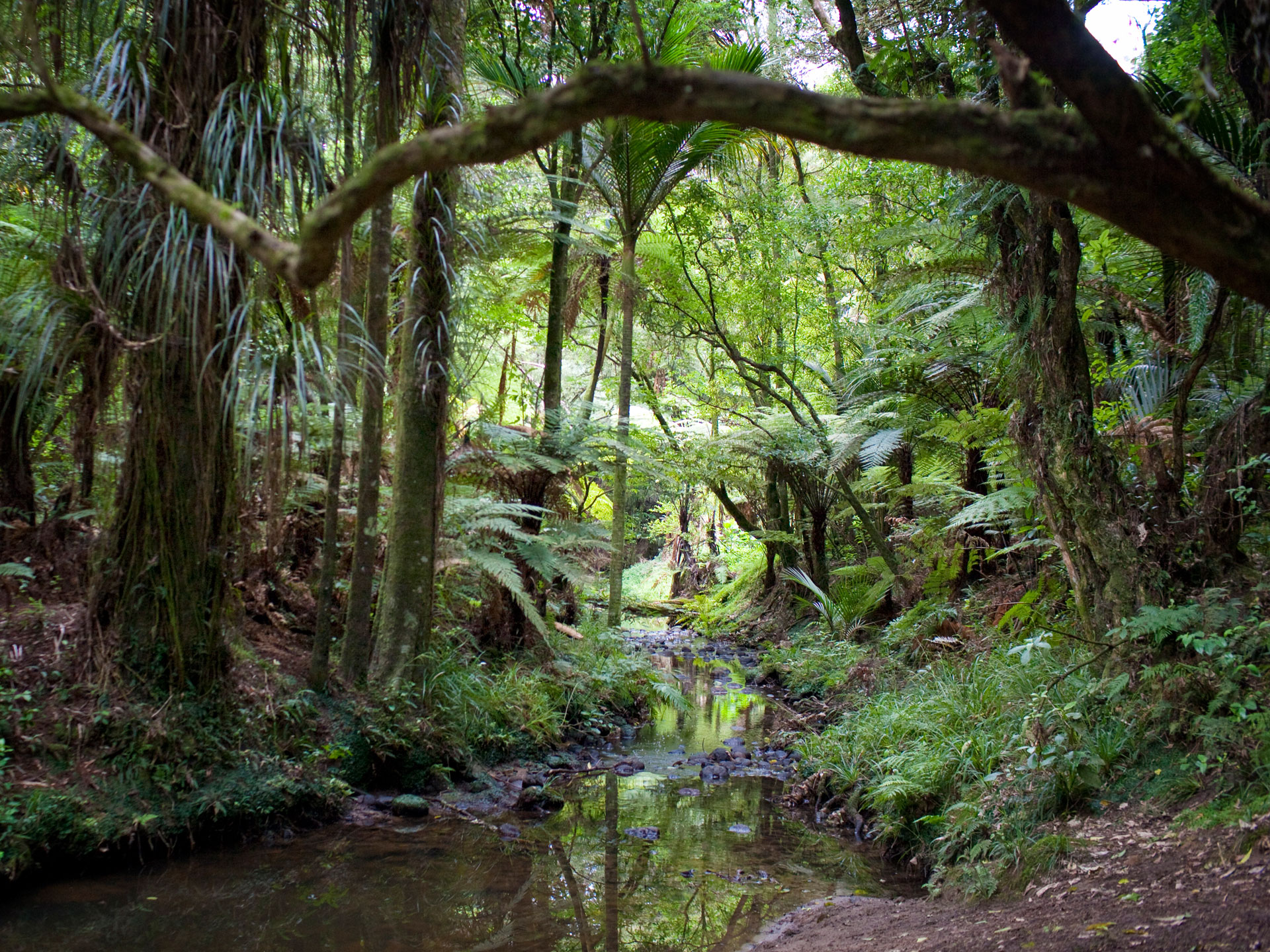 Totara Park forest